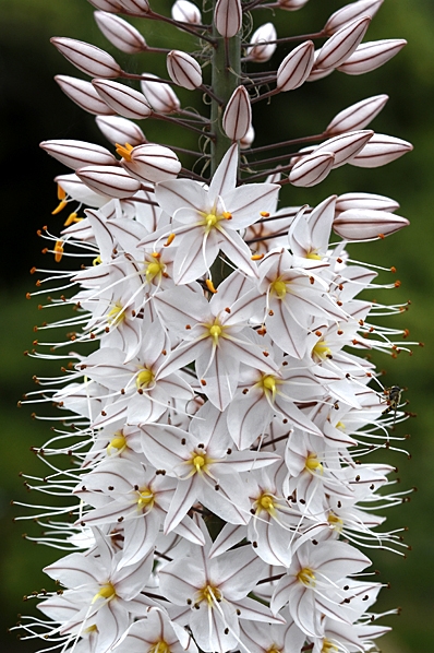 Stäpplilja, Eremurus tianschanicus