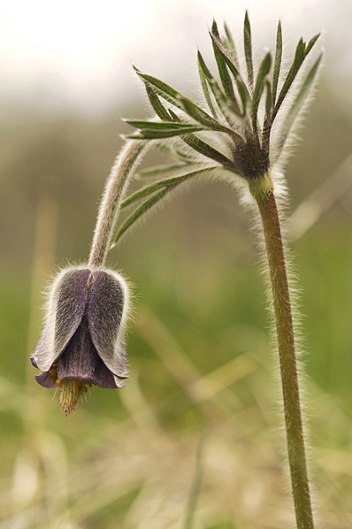 Fältsippa, Pulsatilla pratensis