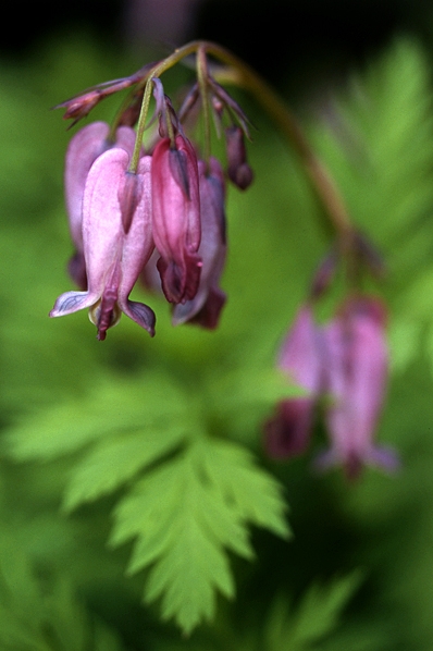 Fänrikshjärta, Dicentra formosa