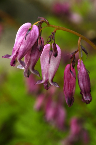 Fänrikshjärta, Dicentra formosa