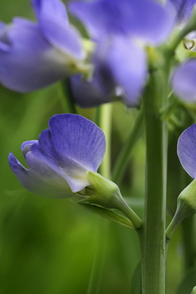 Färgväppling, Baptisia australis