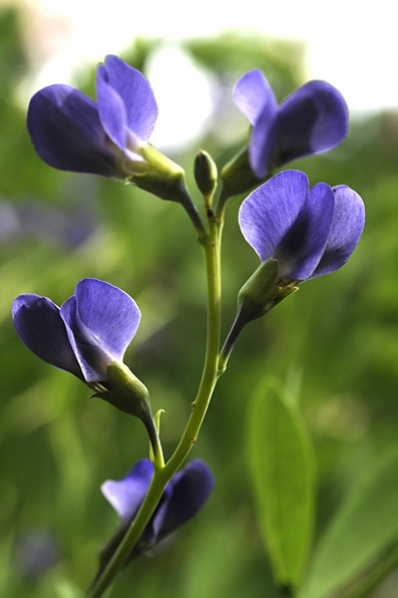 Färgväppling, Baptisia australis