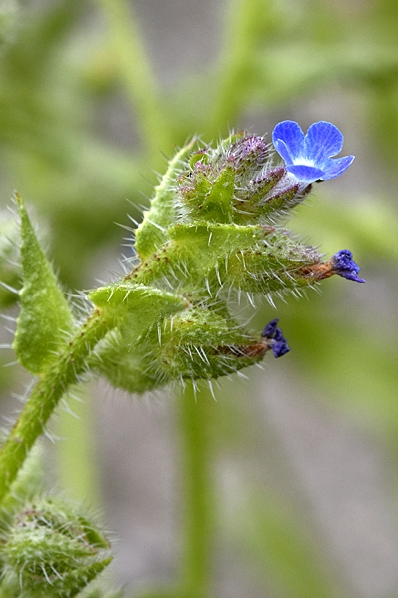 Fårtunga, Anchusa arvensis, rast, åkerrast