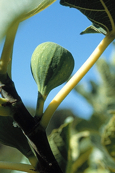 Fikon, Ficus carica