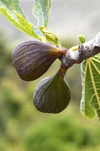 Fikon, Ficus carica