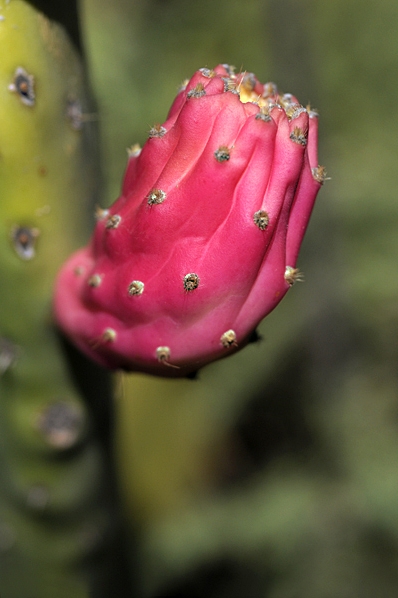 Fikonkaktus, Opuntia ficus-indica