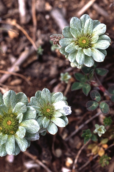 Filtört, Evax pygmaea