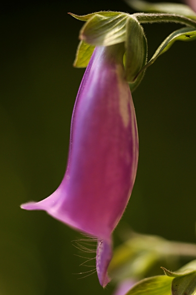 Fingerborgsblomma, Digitalis purpurea