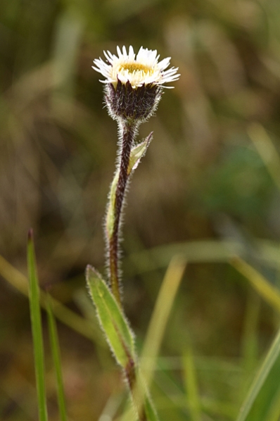 Fjällbinka, Erigeron uniflorus