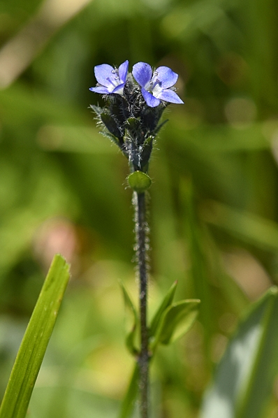 Fjällveronika, Veronica alpina