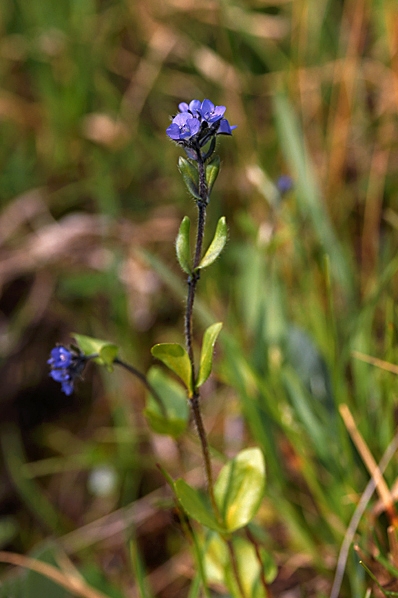 Fjällveronika, Veronica alpina