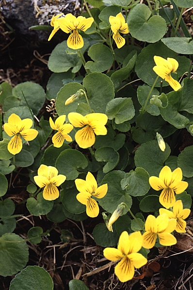 Fjällviol, Viola biflora