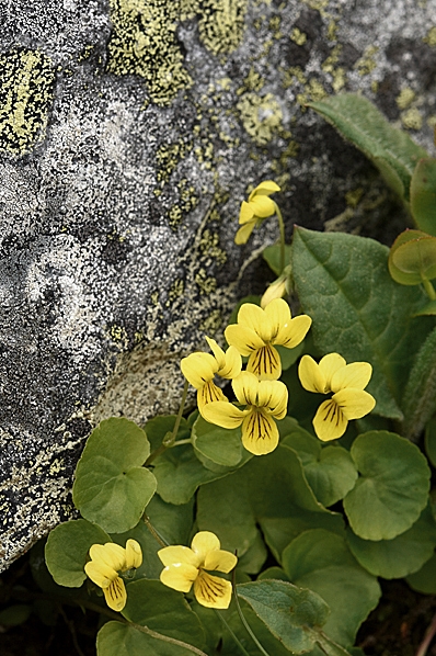 Fjällviol, Viola biflora, viol, violer