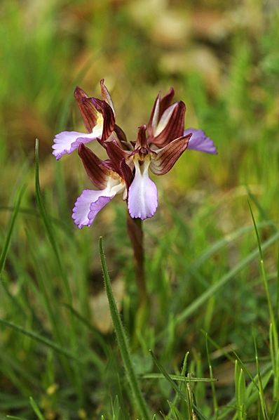 Fjärilsnycklar, Anacamptis papilionacea, Orchis papilionacea