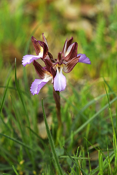 Fjärilsnycklar, Anacamptis papilionacea, Orchis papilionácea