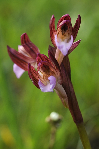 Fjärilsnycklar, Anacamptis papilionacea, Orchis papilionácea