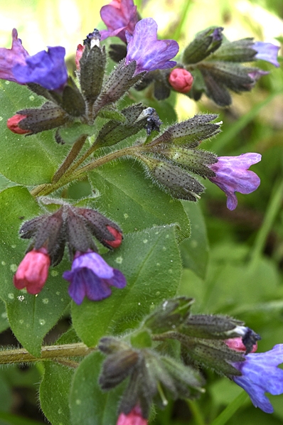 Fläcklungört, Pulmonaria officinalis