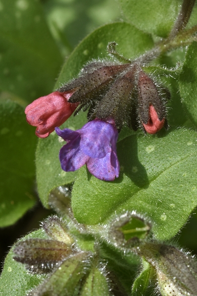 Fläcklungört, Pulmonaria officinalis