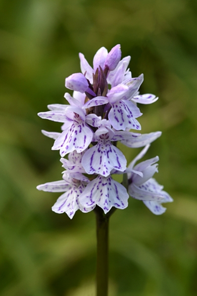 Fläcknycklar, Dactylorhiza maculata, Jungfru Marie nycklar