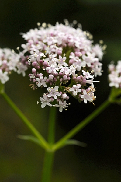 Flädervänderot, Valeriana sambucifolia, vänderot