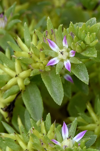 Phedimus stellatus, starry stonecrop