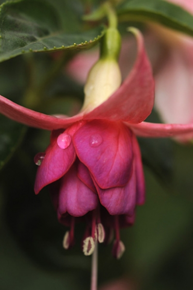 Fuchsia