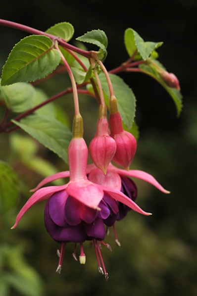 Fuchsia