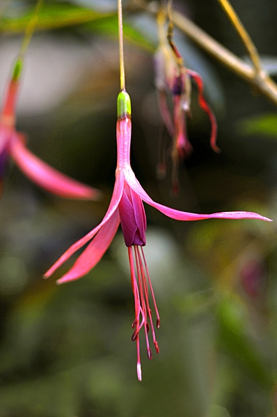 Fuchsia hatschbachii, Fuchsia