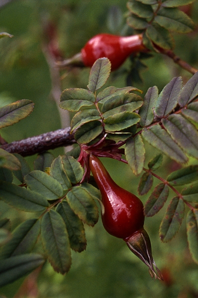 Fyrtalsros, Rosa omeiensis, nypon