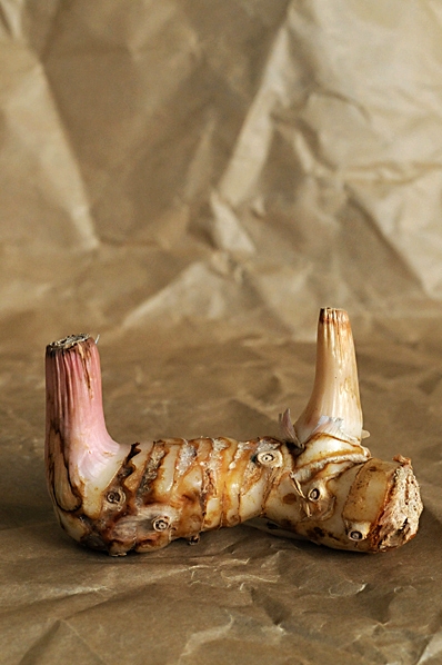 Galangal, Alpine galangal, Alpine galangal, Stor galangarot, galigo, Galanga