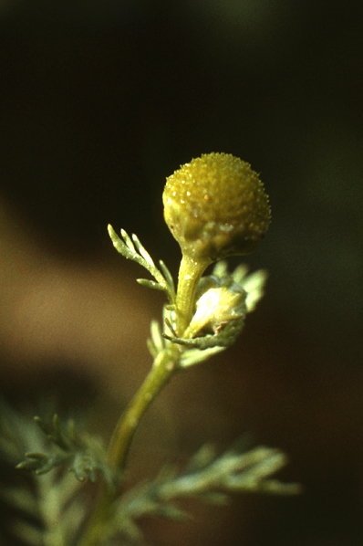 Gatkamomill, Matricaria discoidea, Matricaria suaveolens