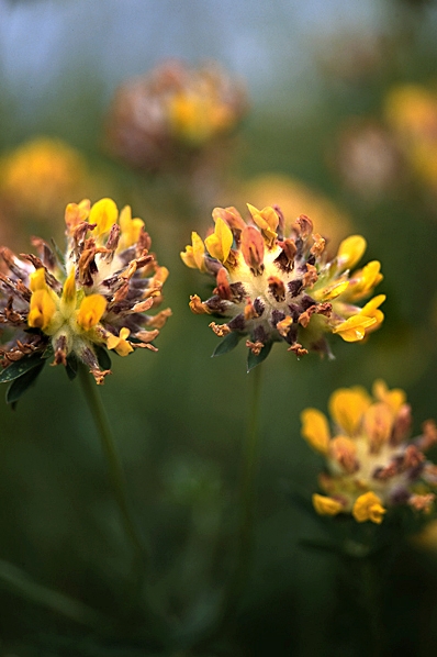 Getväppling, Anthyllis vulneraria