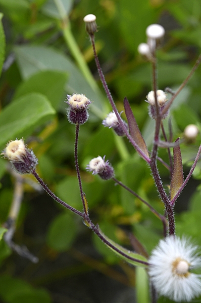 Gråbinka, Erigeron acer, erigeron acris