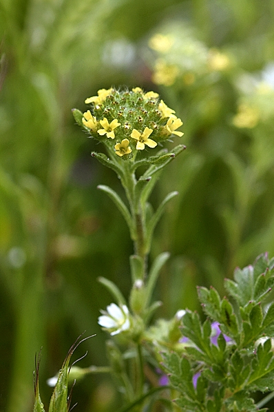Grådådra, Alyssum alyssoides
