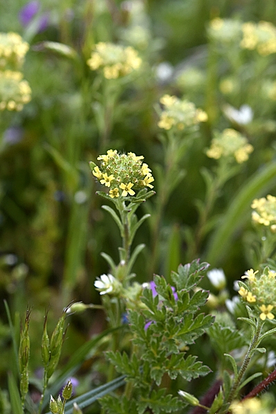 Grådådra, Alyssum alyssoides