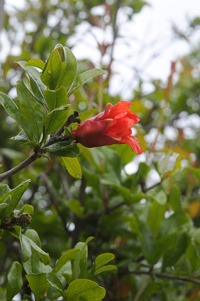 Granatäpple, Punica granatum