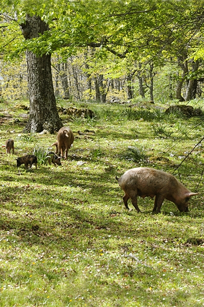 Frigående grisar på Garganohalvön i Italien