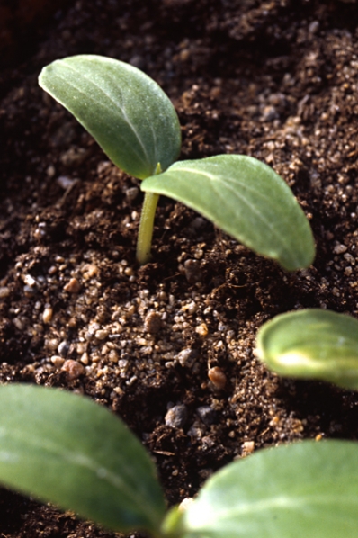 Groddplanta, sådd, vårsådd