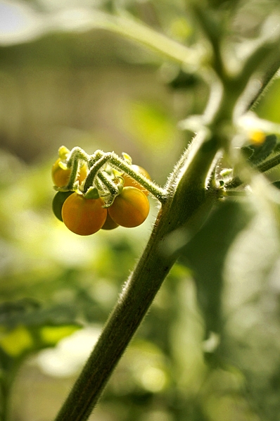 Gul nattskatta, Solanum villosum
