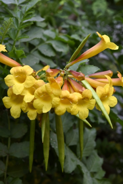 Gul trumpetbuske, Tecoma stans
