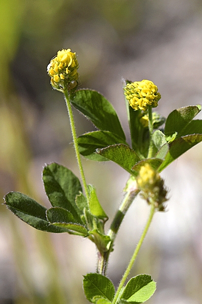 Gullklöver, Trifolium aureum