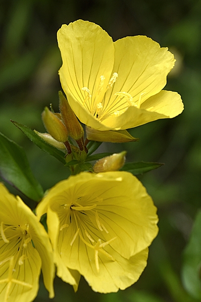 Gullnattljus, Oenothera fruticosa