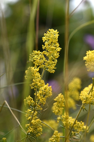 Gulmåra, Galium verum