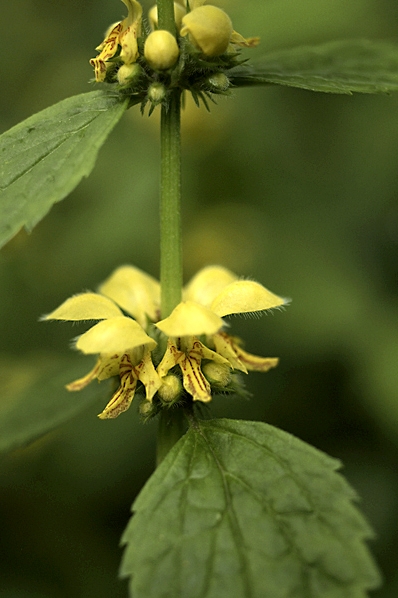 Gulplister, Lamium galeobdolon