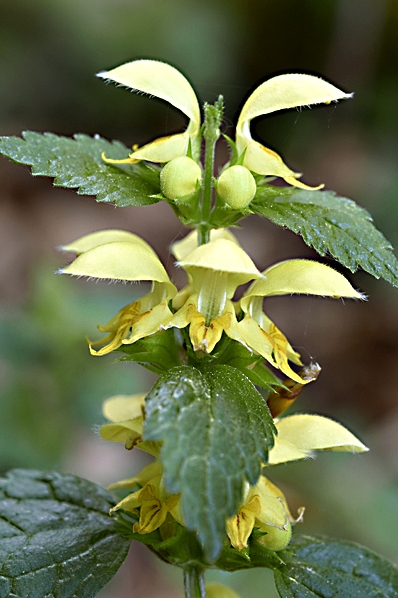 Gulplister, Lamium galeobdolon