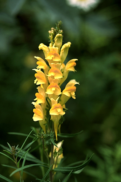 Gulsporre, Linaria vulgaris