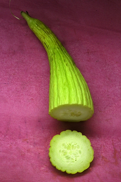 Armenisk gurka, Cucumis melo var. flexuosus, gurkväxt, turkisk mukte
