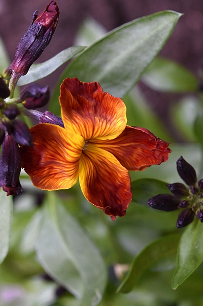 Gyllenlack, Erysimum cheiri