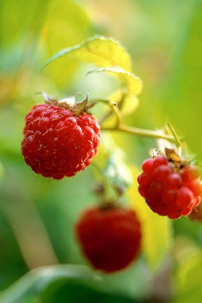 Hallon, Rubus idaeus