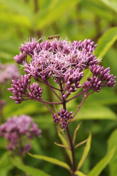 Hampflockel, Eupatorium cannabinum